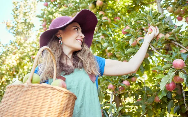Apple harvest, fruit farm and happy woman with agriculture food, produce and healthy farming. Sustainability, nutrition and green lifestyle of a person on a summer day enjoying organic fruits outdoor.