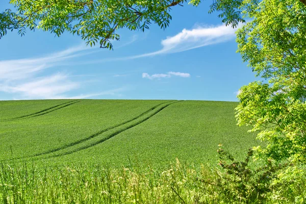 Зеленые Поля Голубое Небо Обрамленное Деревьями Зеленые Поля Голубое Небо — стоковое фото
