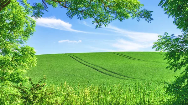 Зеленые Поля Голубое Небо Обрамлении Деревьев Зеленые Поля Голубое Небо — стоковое фото