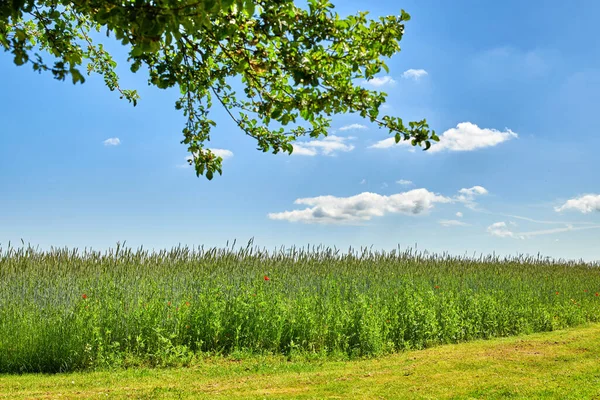 Green Fields Blue Sky Spring Farmland Springtime Lots Copy Space — Stockfoto
