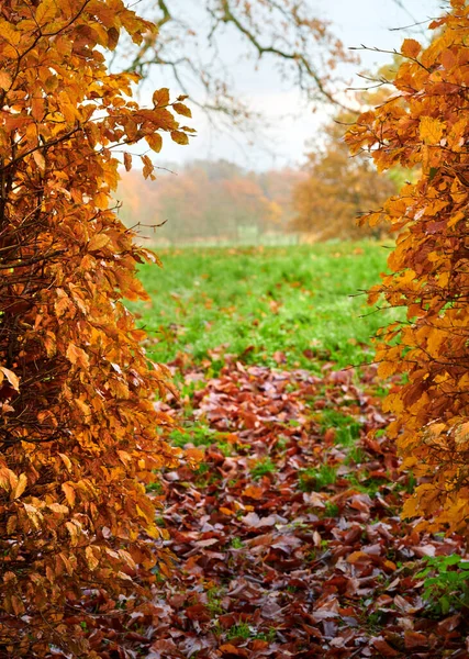 Autumn Fields Photo Vibrant Country Field Early Autumn — Foto de Stock