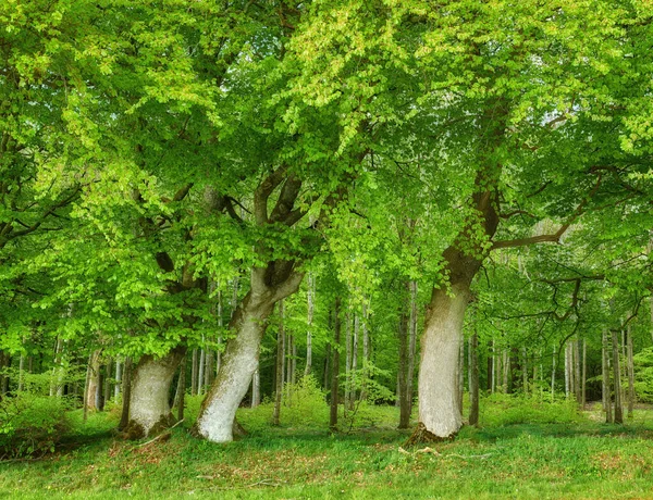 Photo Forêt Verdoyante Luxuriante — Photo