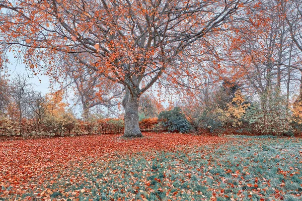 Осенние Поля Фотография Оживленного Дачного Поля Начале Осени — стоковое фото