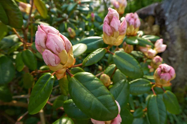 Rhododendron Gartenblumen Mai — Stockfoto