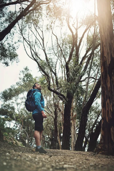 トップはいつもあなたが思うよりも近いです 山の中をハイキングしながら木を見上げている中年の男の完全な長さのショット — ストック写真