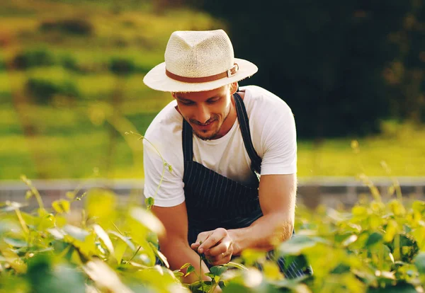 Jeho Zahradnické Schopnosti Jsou Plném Proudu Pohledný Mladý Muž Pracující — Stock fotografie