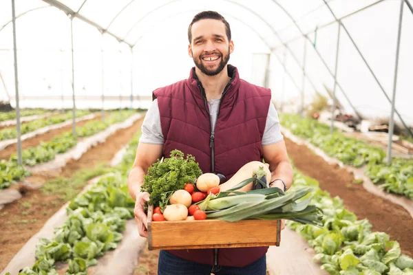 Greenhouse Harvest Man Farmer Vegetables Sustainable Agriculture Agro Environment Sustainability — Stock Photo, Image