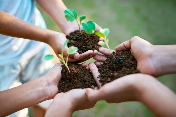 Los Niños Pusieron Verdes Primer Plano Niños Irreconocibles Sosteniendo Plantas —  Fotos de Stock