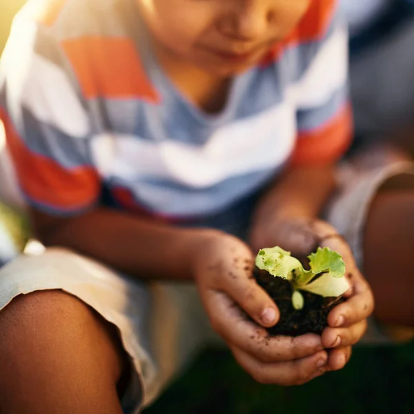 教孩子们树立对环境的尊重 一个身份不明的小男孩拿着一棵生长在土壤中的植物拍的特写照片 — 图库照片