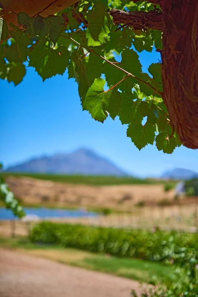 Home South African Wine Photo Wineyards Stellenbosch District Western Cape — 图库照片