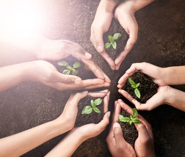 Success What You Today Group Unrecognizable People Holding Plants Growing — Stock Photo, Image