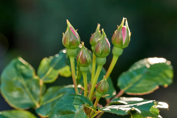 Die Rose Garten Ein Foto Einer Schönen Rosa Rose Garten — Stockfoto