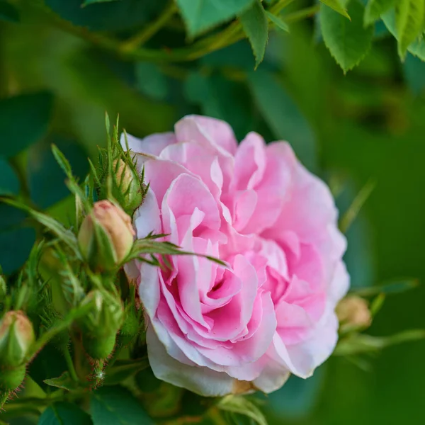 庭のバラ 庭に美しいピンクのバラの写真 — ストック写真