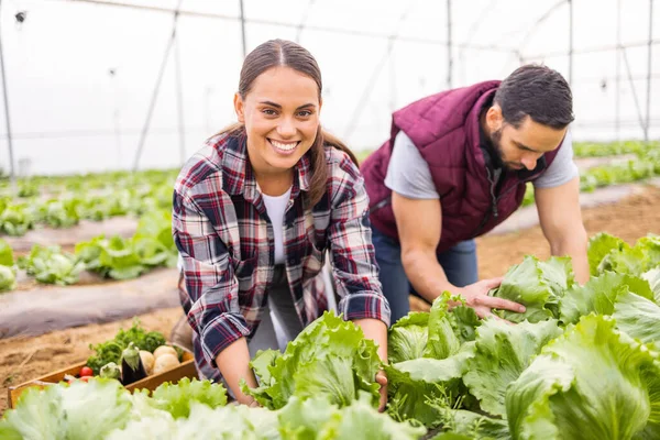 複数の農業 温室レタスおよび持続可能性のチームワークを植物と共に 男性と幸せな農家の女性 緑の収穫の肖像画と栄養の健康のための自然な野菜の成長 — ストック写真