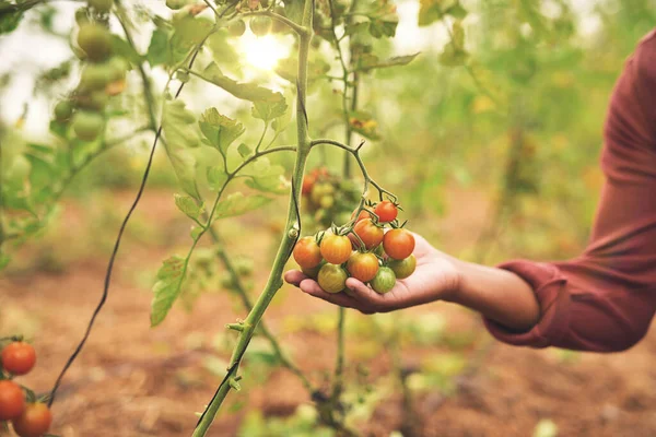 Zijn Tomaten Krijgen Veel Aandacht Een Onherkenbare Mannelijke Landbouwer Die — Stockfoto