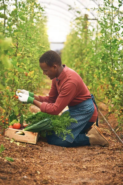 これらのトマトはよく合います 彼の作物から新鮮な農産物を収穫ハンサムな若い男性農家の完全な長さのショット — ストック写真