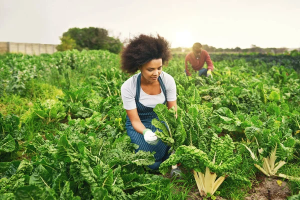 这些是一些绿叶 一个有魅力的年轻女农场主 与丈夫一起在地里干活 — 图库照片