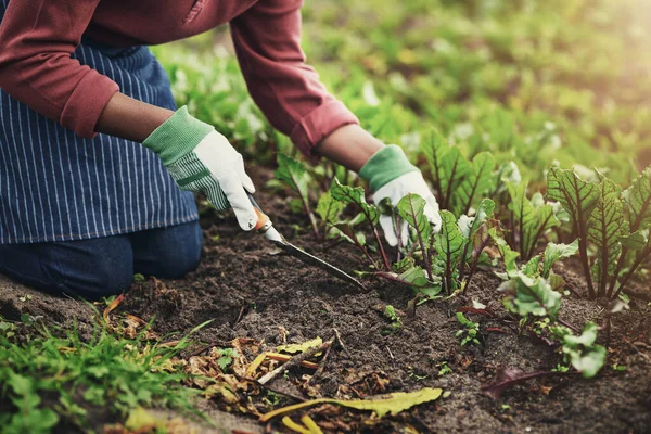 Zoek Naar Goud Een Onherkenbare Mannelijke Landbouwer Die Zijn Bedrijf — Stockfoto