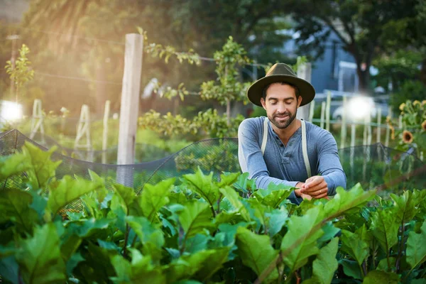 Üzem Szakértője Egy Fiatal Férfi Gondozza Növényeket Egy Farmon — Stock Fotó