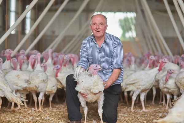 Heres your thanksgiving present. Portrait of a cheerful mature farmer kneeling and holding a young turkey with more turkeys in the background of a barn