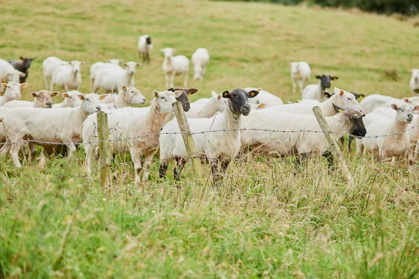 是谁在制造噪音 一群羊在篱笆旁边吃草 朝一个方向看去 在农场外面 — 图库照片