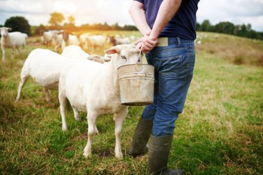 Elle beslenen, sağlıklı ve mutlu. Çiftlikte koyun sürüsünü besleyen bir erkek çiftçi.