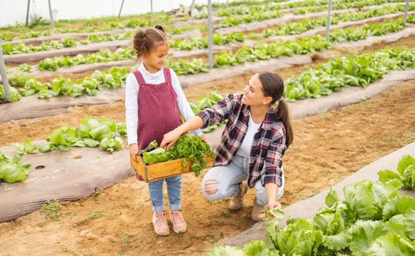 为了健康 可持续性和环境 农业和有女孩的母亲在农场 与母亲和儿童农民一起帮助 学习和园艺 并为家庭 夏季和植物生长准备一盒生菜 — 图库照片