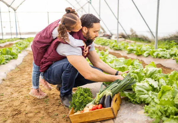 Family, farm and agriculture harvest of vegetables with a father and daughter picking produce in a crate. Teaching, farming and food with a parent and kid gardening for organic vegetation.
