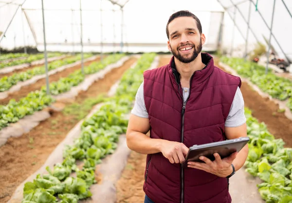 Farmer, agriculture and man with tablet in greenhouse, research and check product with harvest portrait and fresh vegetables. Farm, farming and technology, sustainable lifestyle and organic lettuce
