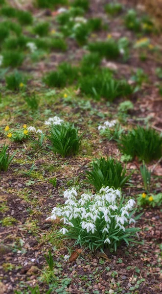 Snowdrops Garden Spring Coming Snowdrops Garden — Photo