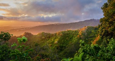 Photos of Oahu jungle - Hawaii. Images from Oahu - The state of Hawaii