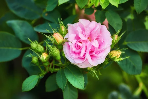 庭のバラ 庭に美しいピンクのバラの写真 — ストック写真
