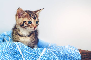 Kedi yavruları dünyayı daha sevimli bir yer haline getiriyor. Stüdyoda, sepetin içinde yumuşak bir battaniyenin üzerinde oturan sevimli bir kedi yavrusunun fotoğrafı.