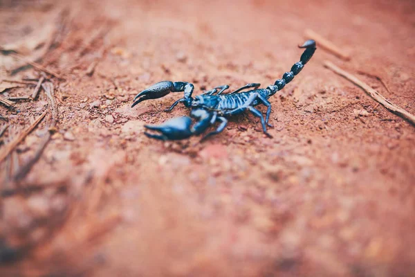 stock image Careful where you tread. High angle shot of a black scorpion on the forest floor