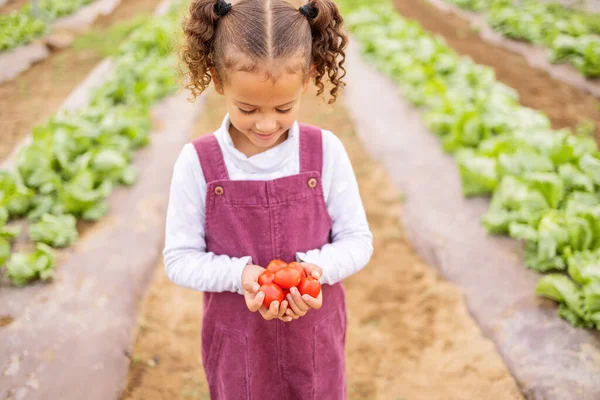 番茄和可持续性 一个女孩在温室里为有机农业种植蔬菜 儿童和收获季节与一名女童一起在农田里生长 — 图库照片