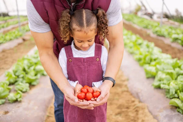 番茄和农业 一个女孩和一个父亲一起在温室里干活 家庭和可持续发展 一名女童在农田上种植鲜果作物 — 图库照片