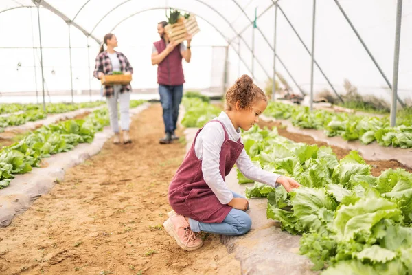 Kind Groenten Tuin Kas Boerderij Leren Biologische Landbouw Duurzame Landbouw — Stockfoto