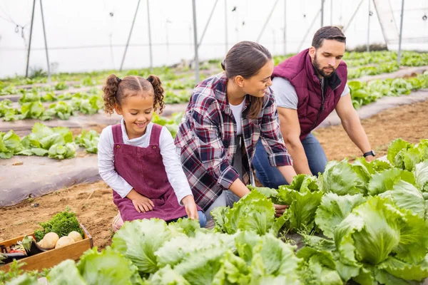 Agriculture, garden and family harvesting vegetable produce on land in a greenhouse or garden. Ecology, farm and mother with father checking lettuce with their child in a sustainable farming garden.