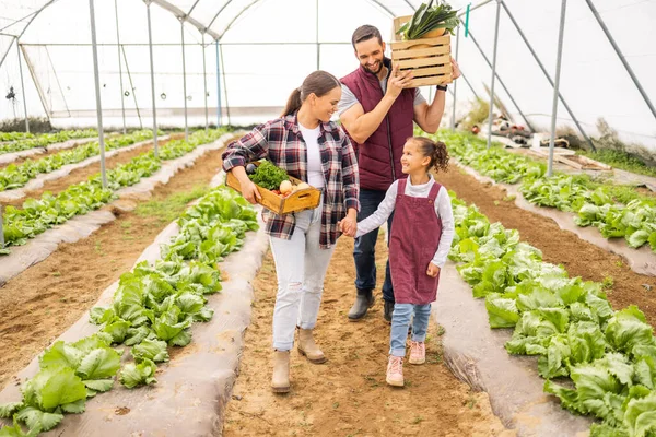 Aile Tarım Çiftçi Ebeveynler Kız Organik Sebzeler Baharda Bir Serada — Stok fotoğraf