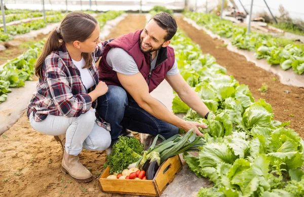 Aşk Çiftçi Çiftçi Sebzeler Doğal Sağlıklı Yiyecekler Açık Arazide Sürdürülebilir — Stok fotoğraf
