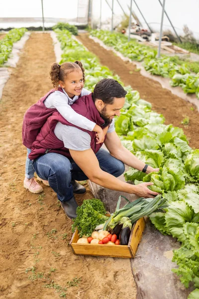 农业和父亲带着孩子在温室里一起在农场采摘蔬菜 爱情和少女帮助爸爸进行可持续耕作 收获和收集有机生菜 — 图库照片