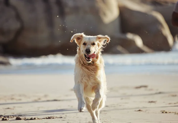 stock image Energy, running and dog at the beach, freedom and playing in sand along, curious and fun in nature. Puppy, run and ocean trip for labrador being energetic, playful and active alone along the sea.