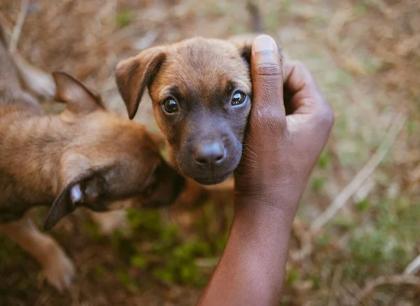 在非洲的一个自然公园里 一只手 一只小狗和几只幼犬与一个人在户外亲热 拥抱和放松 信托和宠物主人与棕色小毛茸茸的动物相处得既愉快又愉快 — 图库照片