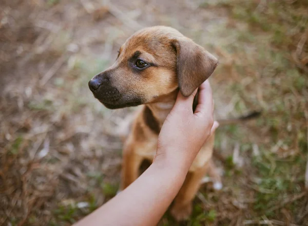 손으로 만지거나 정원에 뒷마당 잔디에 노숙자 입양이나 장려를 선택하는 강아지 — 스톡 사진