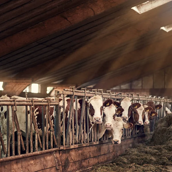 We love the farm life. a group of cows standing inside a pen in a barn