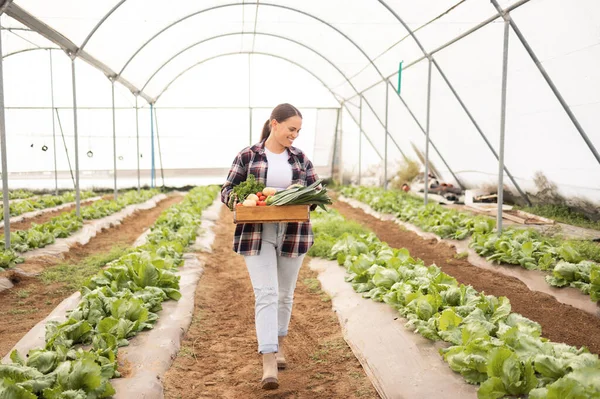 Woman, farmer or vegetables container in agriculture greenhouse, sustainability environment or countryside farming estate. Smile, happy or walking garden worker with leaf crops or harvest food growth.