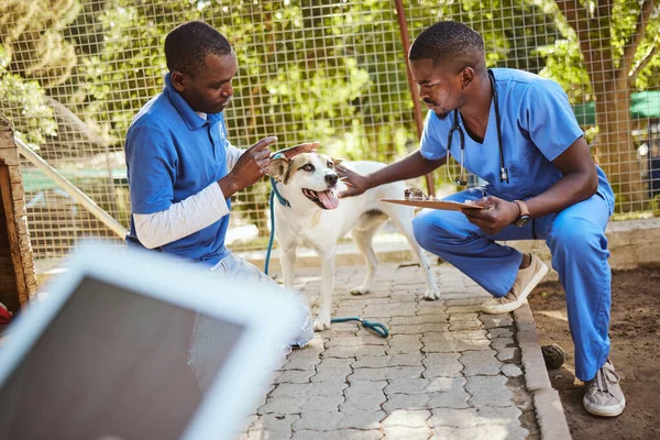 Açık Hava Hayvan Barınağı Köpek Veteriner Ellerinde Panoyla Kontrol Muayene — Stok fotoğraf