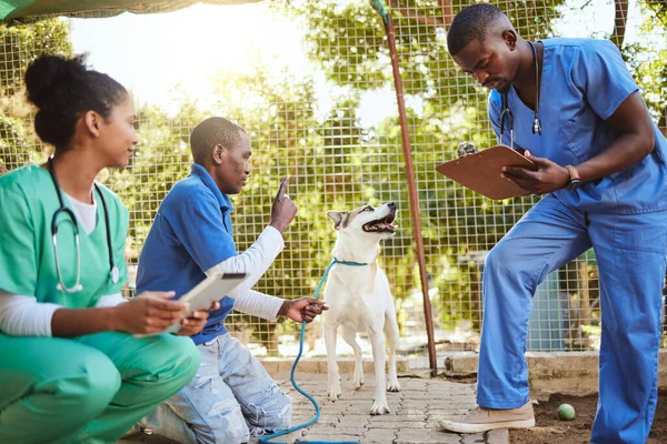 Volunteer veterinary doctors, dog at animal shelter and medical checkup for puppy before adoption. Care, charity and vet doctor for animal healthcare, wellness and obedience training with clipboard