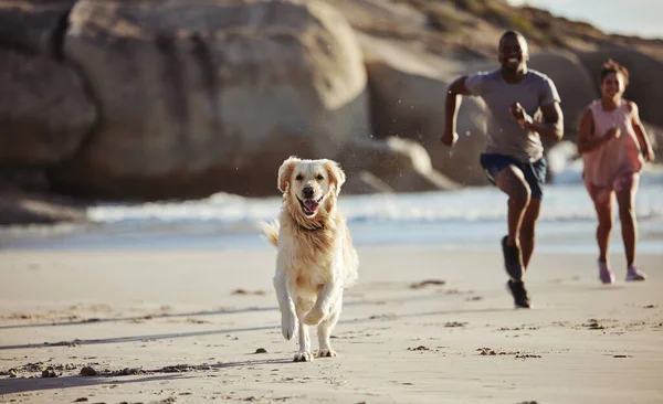 カップル ビーチ 犬はペットの所有者と一緒に自由または旅行休暇のために走っています 健康的なライフスタイル フィットネスワークアウト 金色のリトリーバー子犬は 幸せのために海の砂の上を走るか 海でリラックス — ストック写真