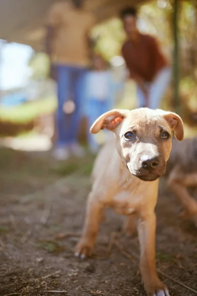 Retrato Perro Caminando Refugio Animales Cuidado Mascotas Animal Sano Listo —  Fotos de Stock